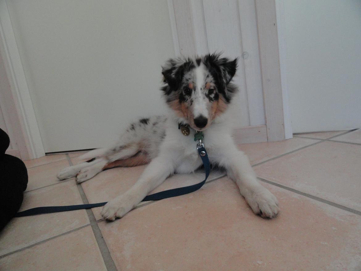 Shetland sheepdog Ziggo billede 16