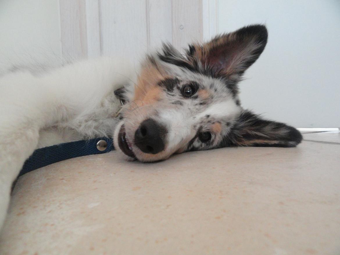 Shetland sheepdog Ziggo billede 17