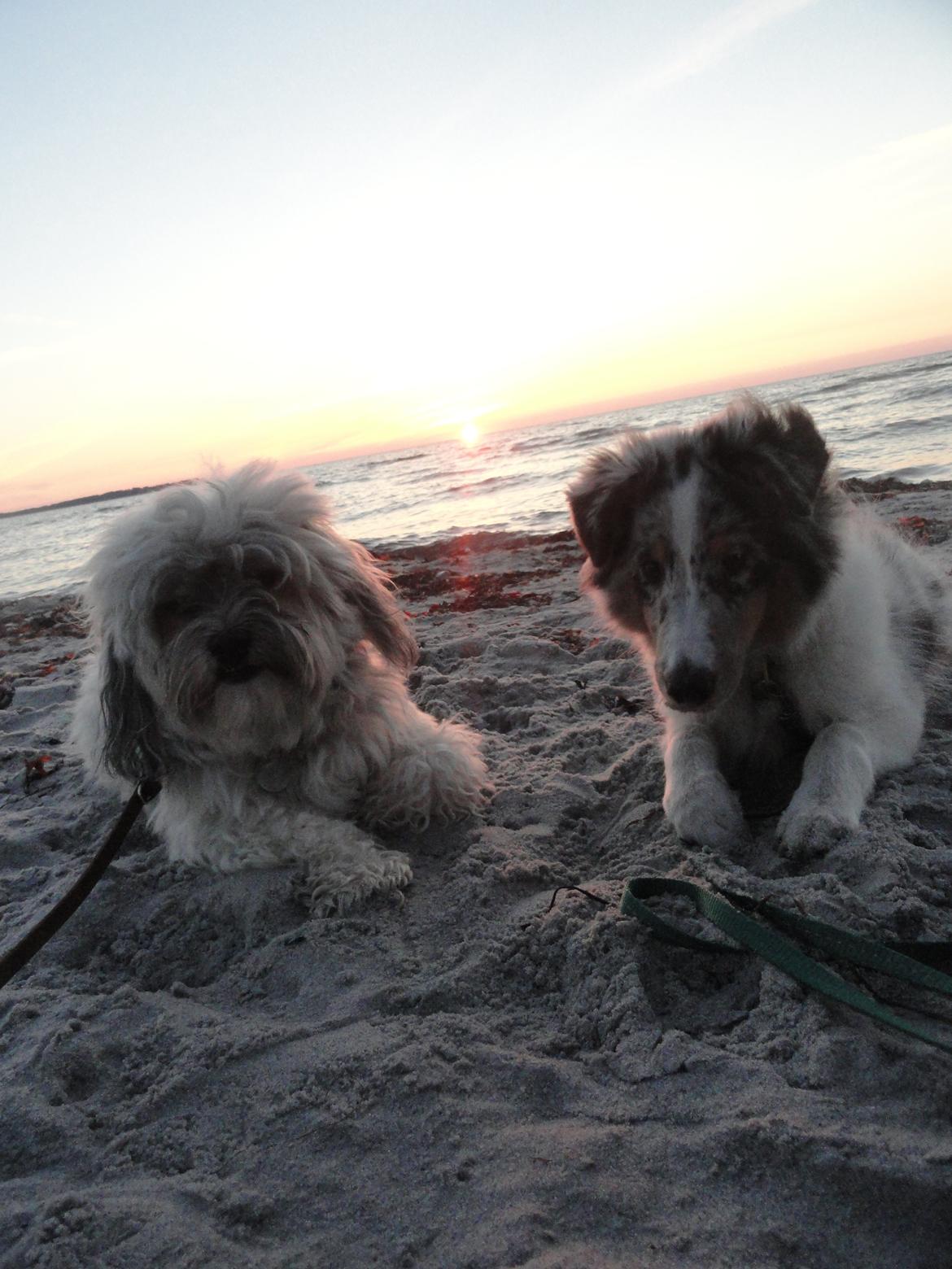 Shetland sheepdog Ziggo billede 18