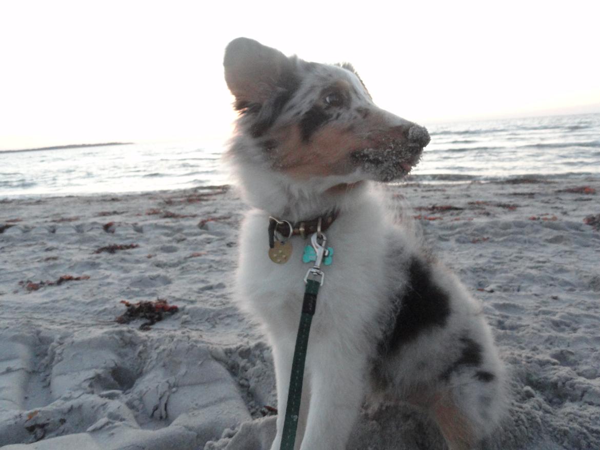 Shetland sheepdog Ziggo billede 19