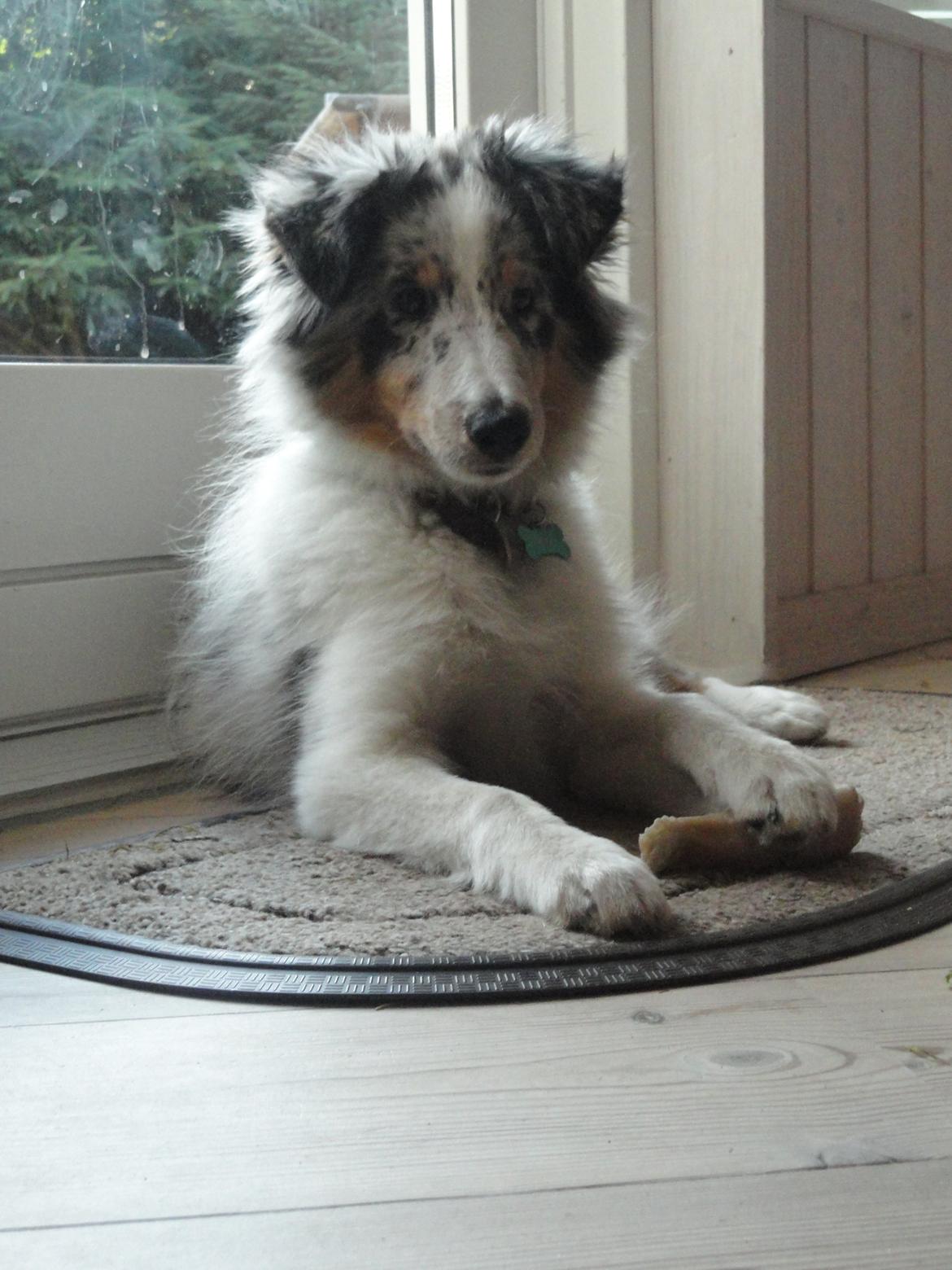 Shetland sheepdog Ziggo billede 20