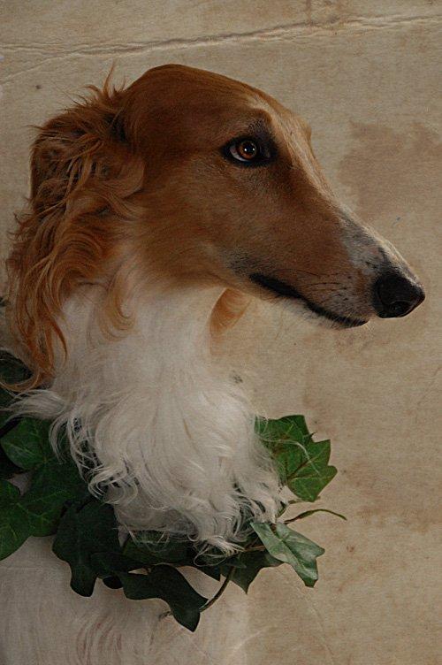 Borzoi - Kashmir 'Wild wind of Russia' billede 29