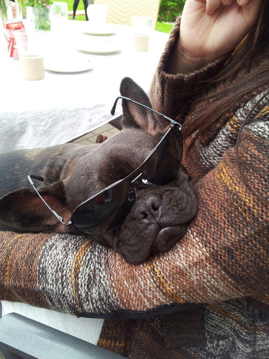 Fransk bulldog Nanna billede 17