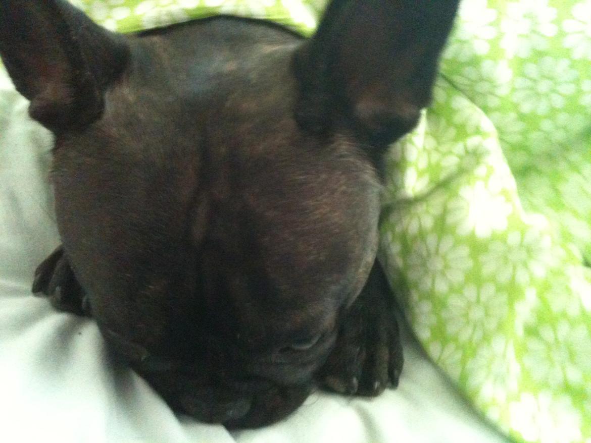 Fransk bulldog Nanna billede 18