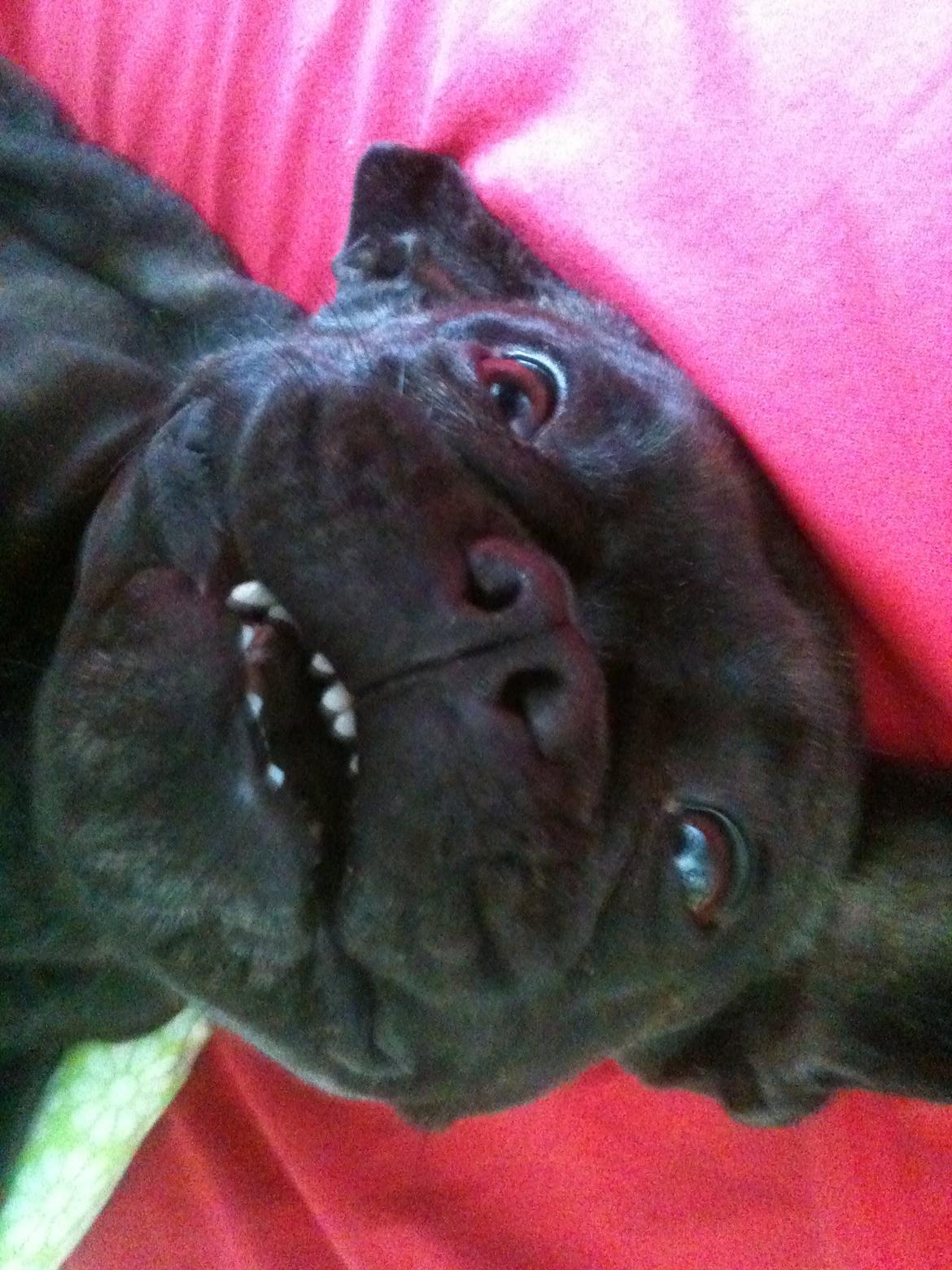 Fransk bulldog Nanna billede 19