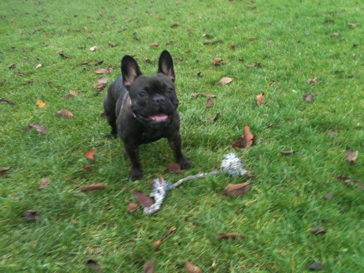 Fransk bulldog Nanna billede 20