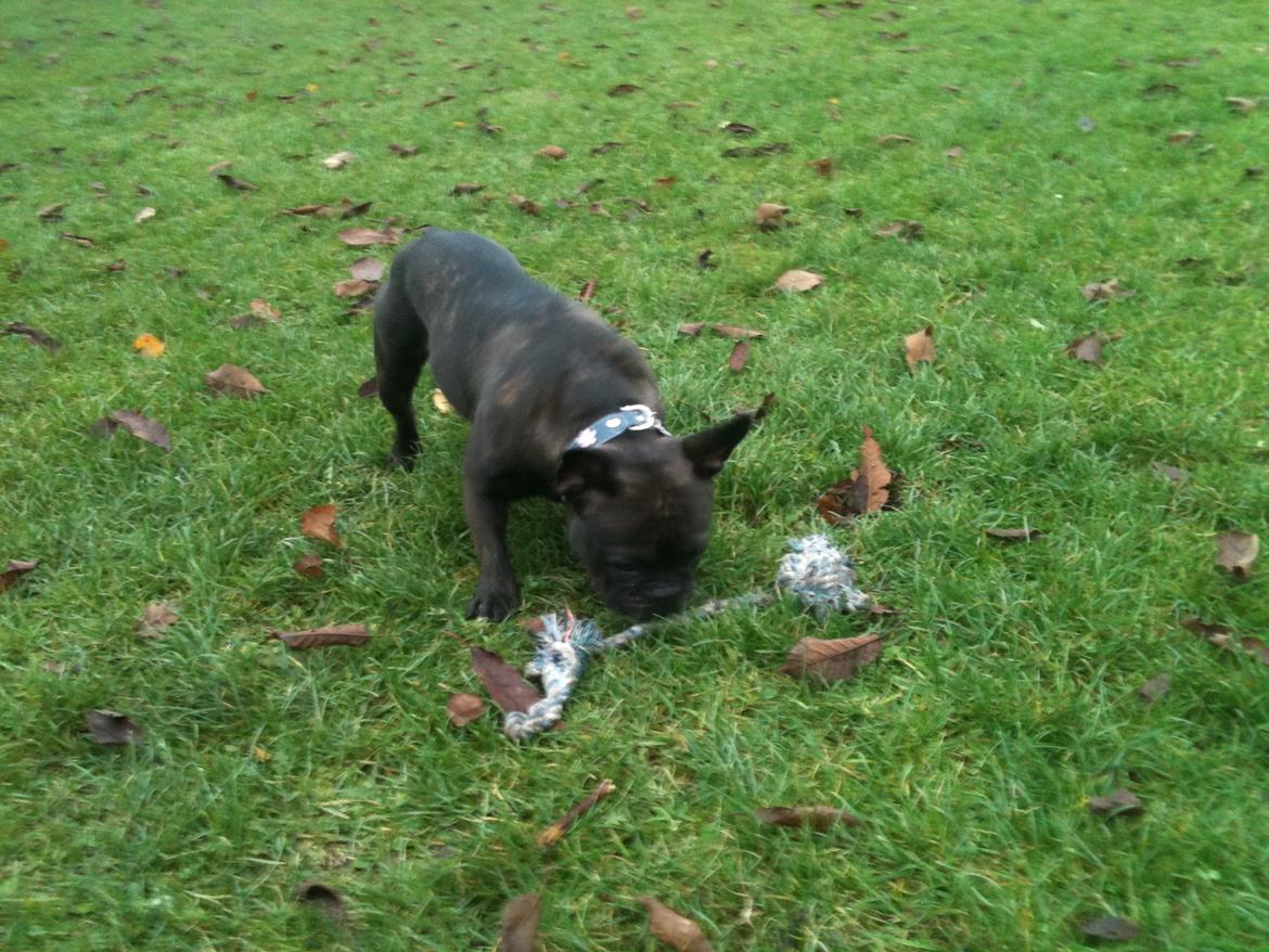 Fransk bulldog Nanna billede 21