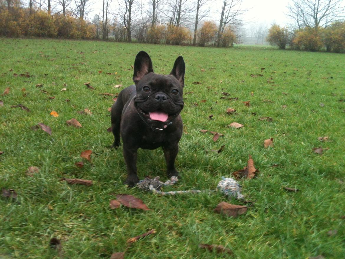 Fransk bulldog Nanna billede 22