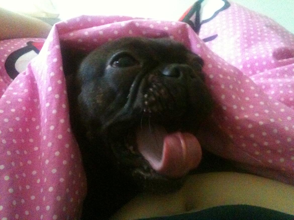 Fransk bulldog Nanna billede 23