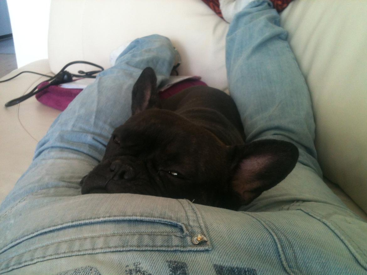 Fransk bulldog Nanna billede 25