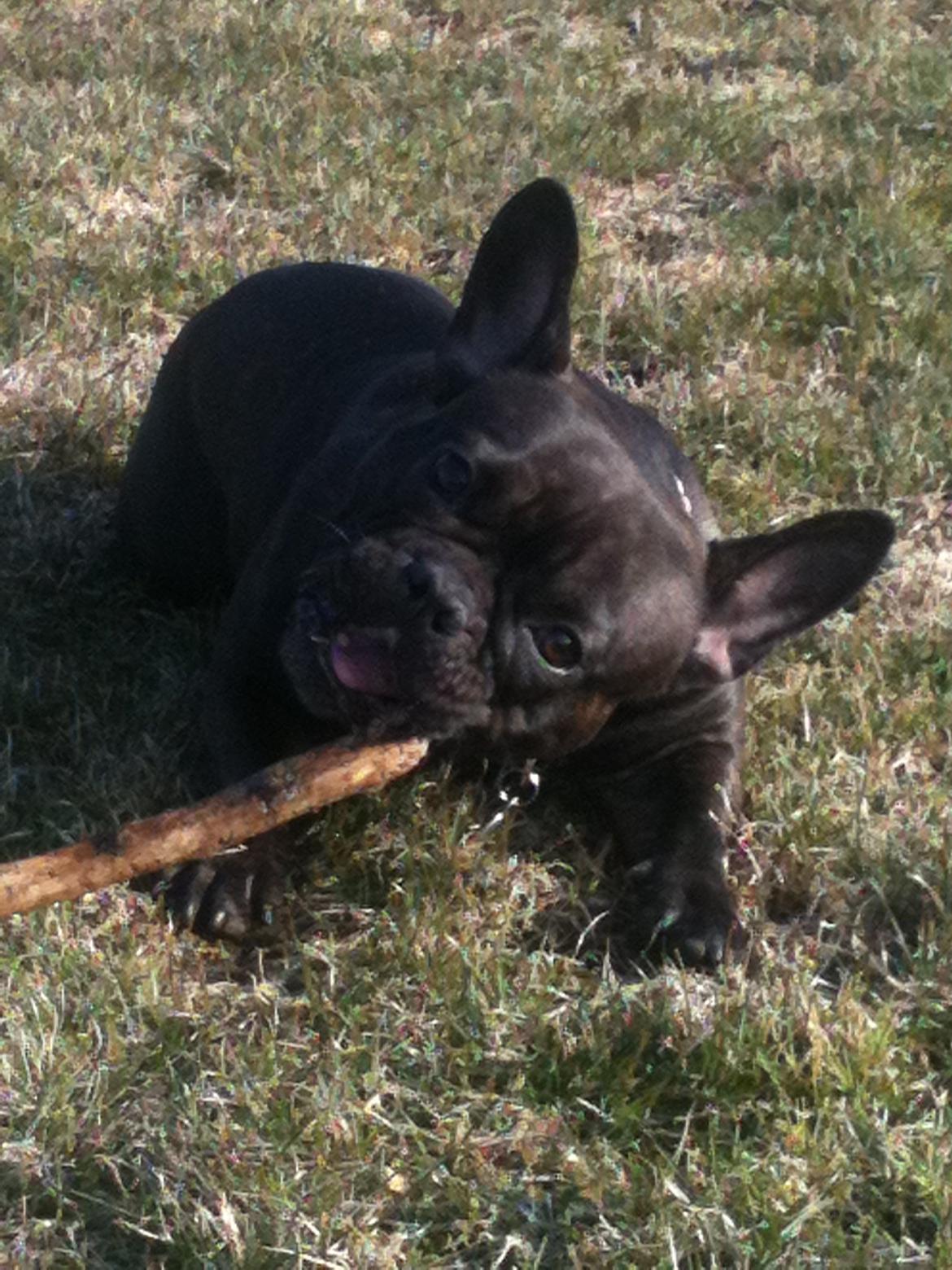 Fransk bulldog Nanna billede 26