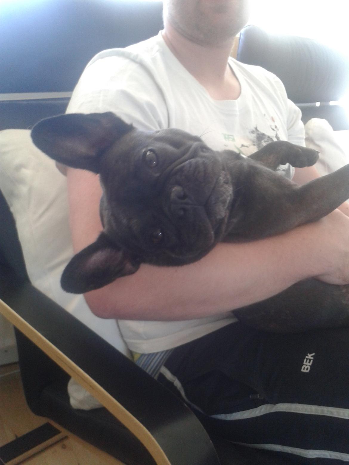 Fransk bulldog Nanna billede 27