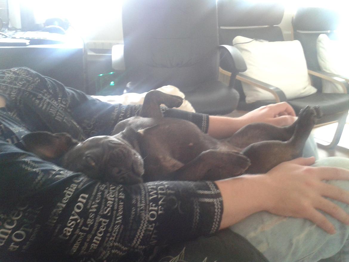 Fransk bulldog Nanna billede 28