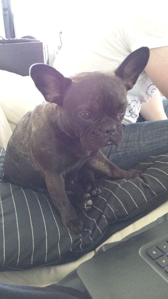 Fransk bulldog Nanna billede 29