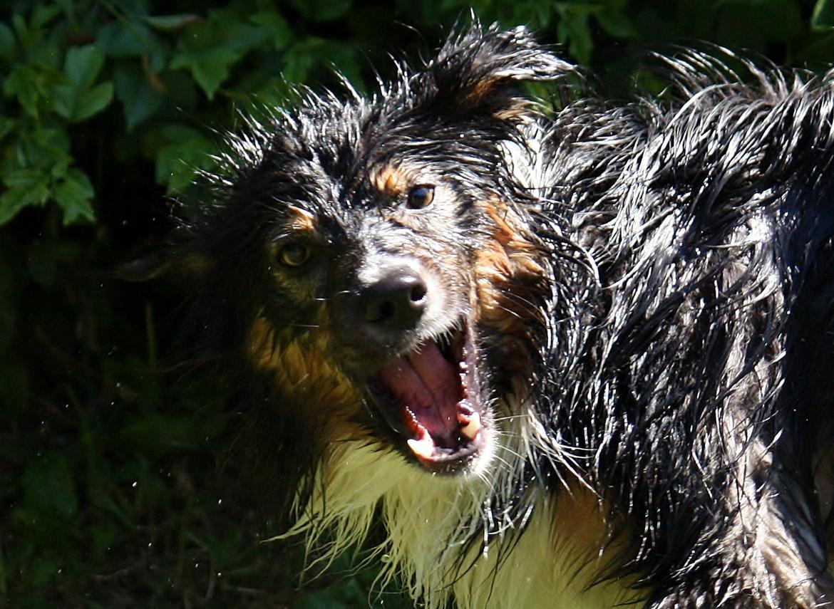 Border collie Zweep billede 15