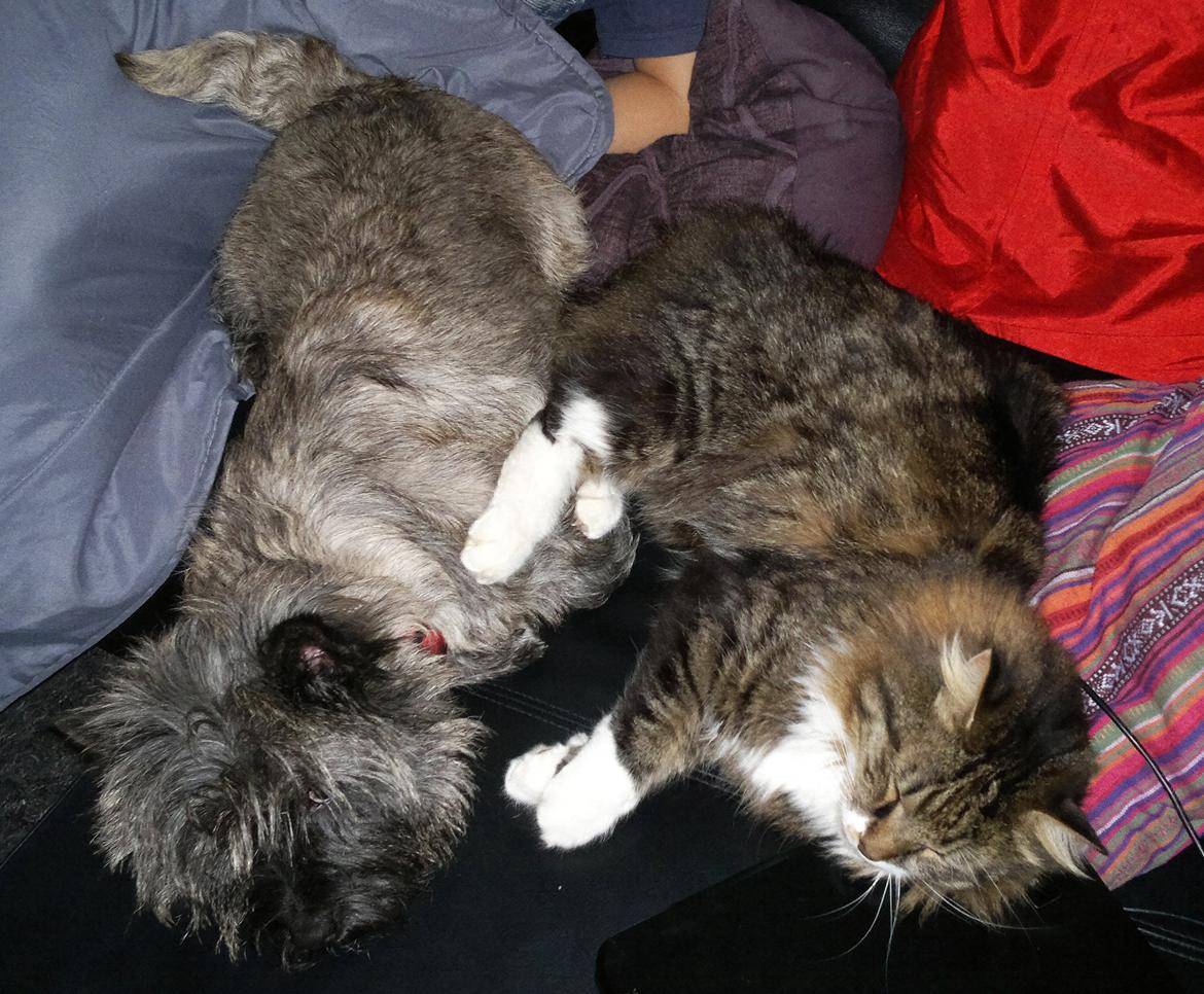 Cairn terrier Citta - Citta og Kong Harald tager en morfar billede 26