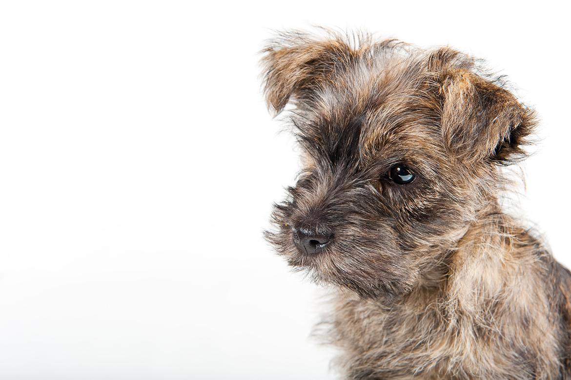 Cairn terrier Citta - Så sød.. billede 22