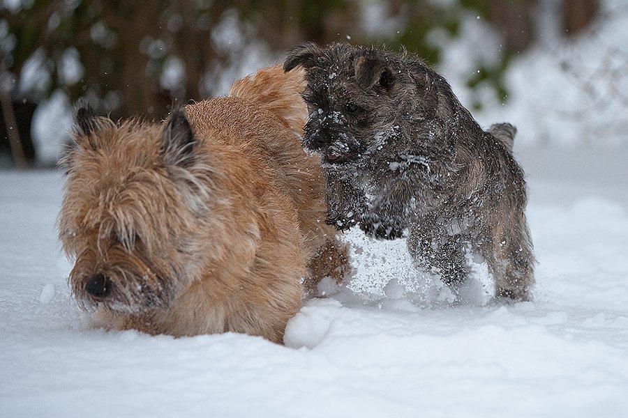 Cairn terrier Citta - Citta og onkel Ebbe billede 20