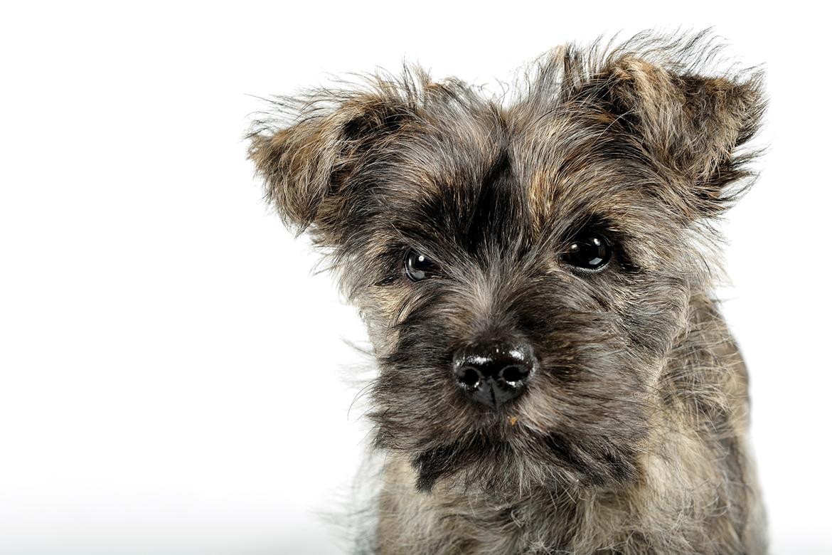 Cairn terrier Citta billede 23
