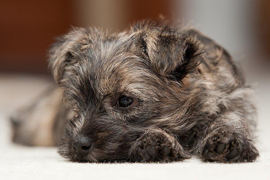 Cairn terrier Citta billede 13
