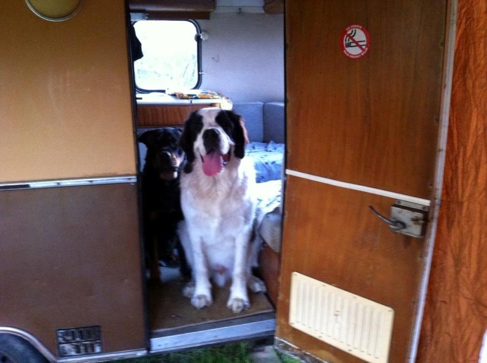 Blanding af racer Aksel billede 19