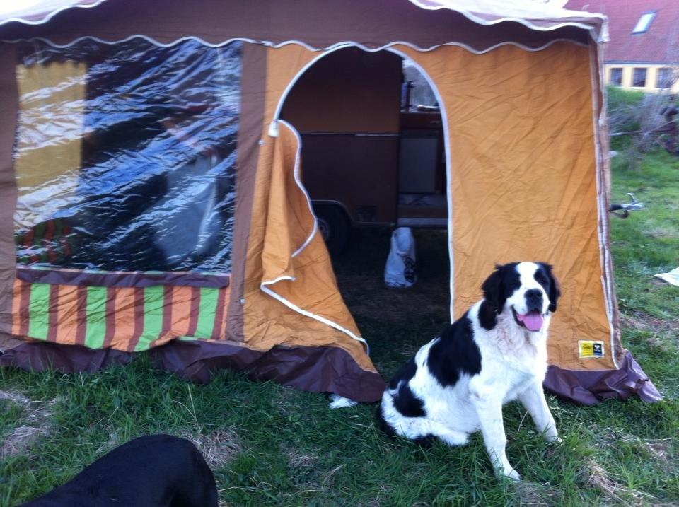 Blanding af racer Aksel billede 20