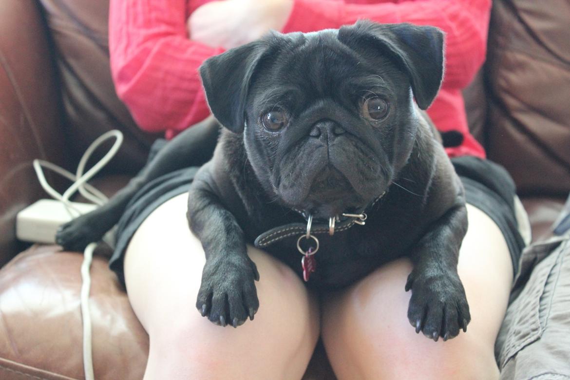 Mops Berta billede 25