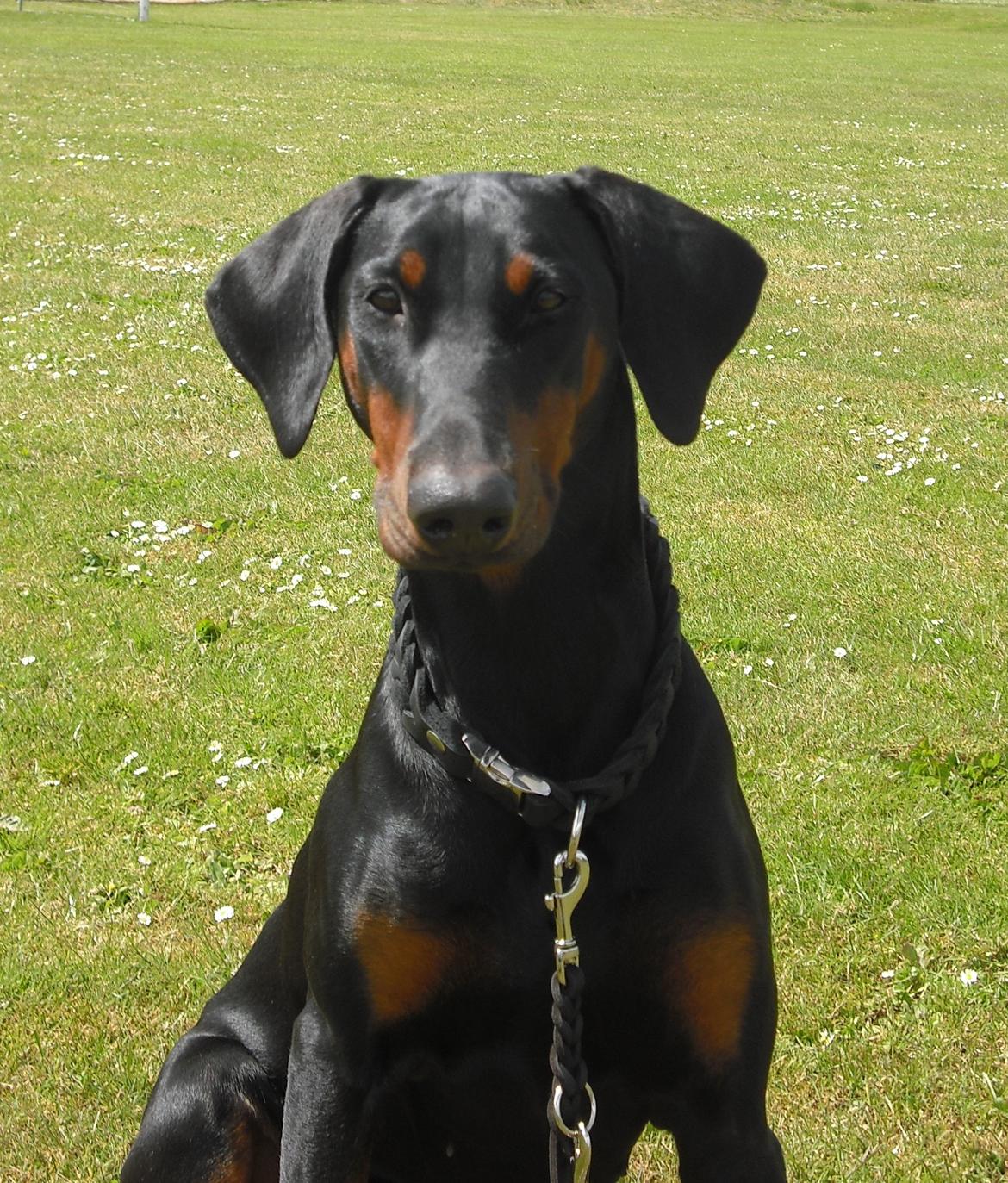 Dobermann Mila billede 1