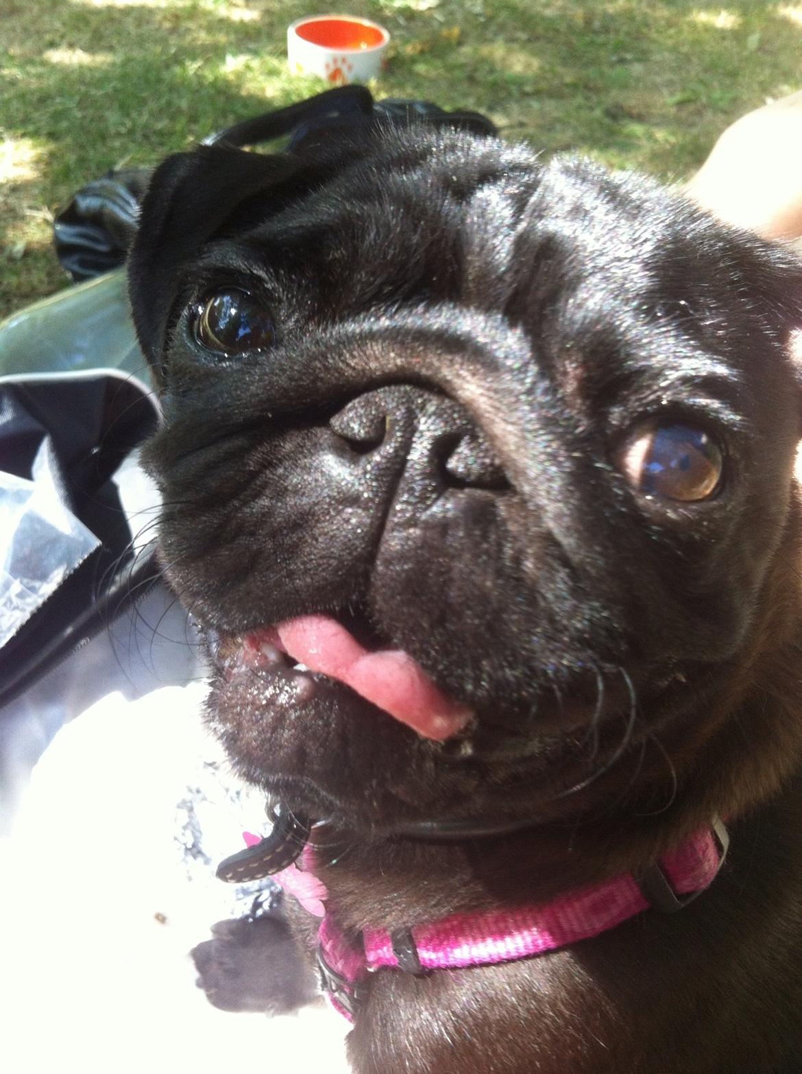 Mops Berta billede 24