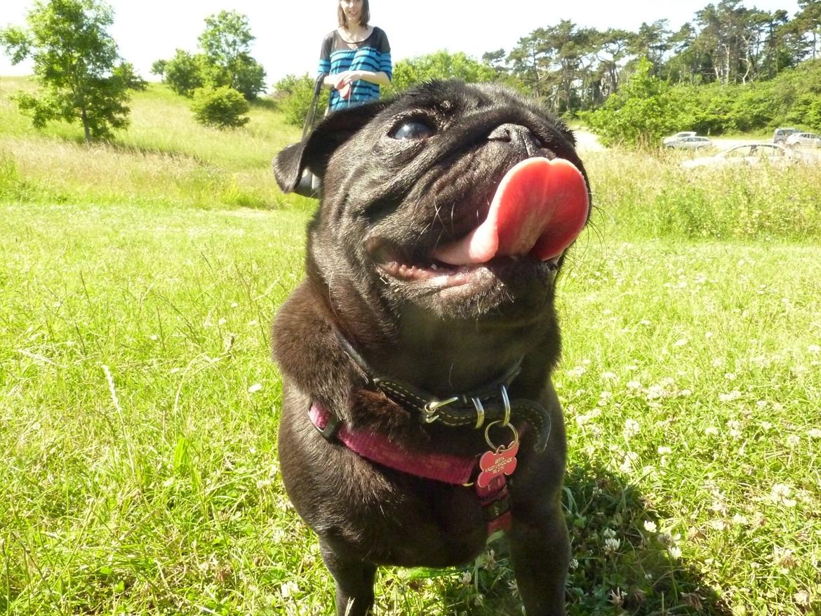 Mops Berta billede 23