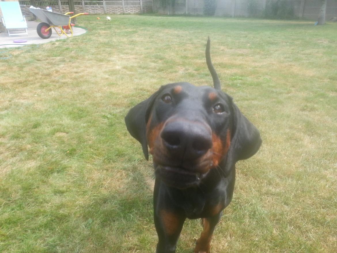 Dobermann Mila billede 2