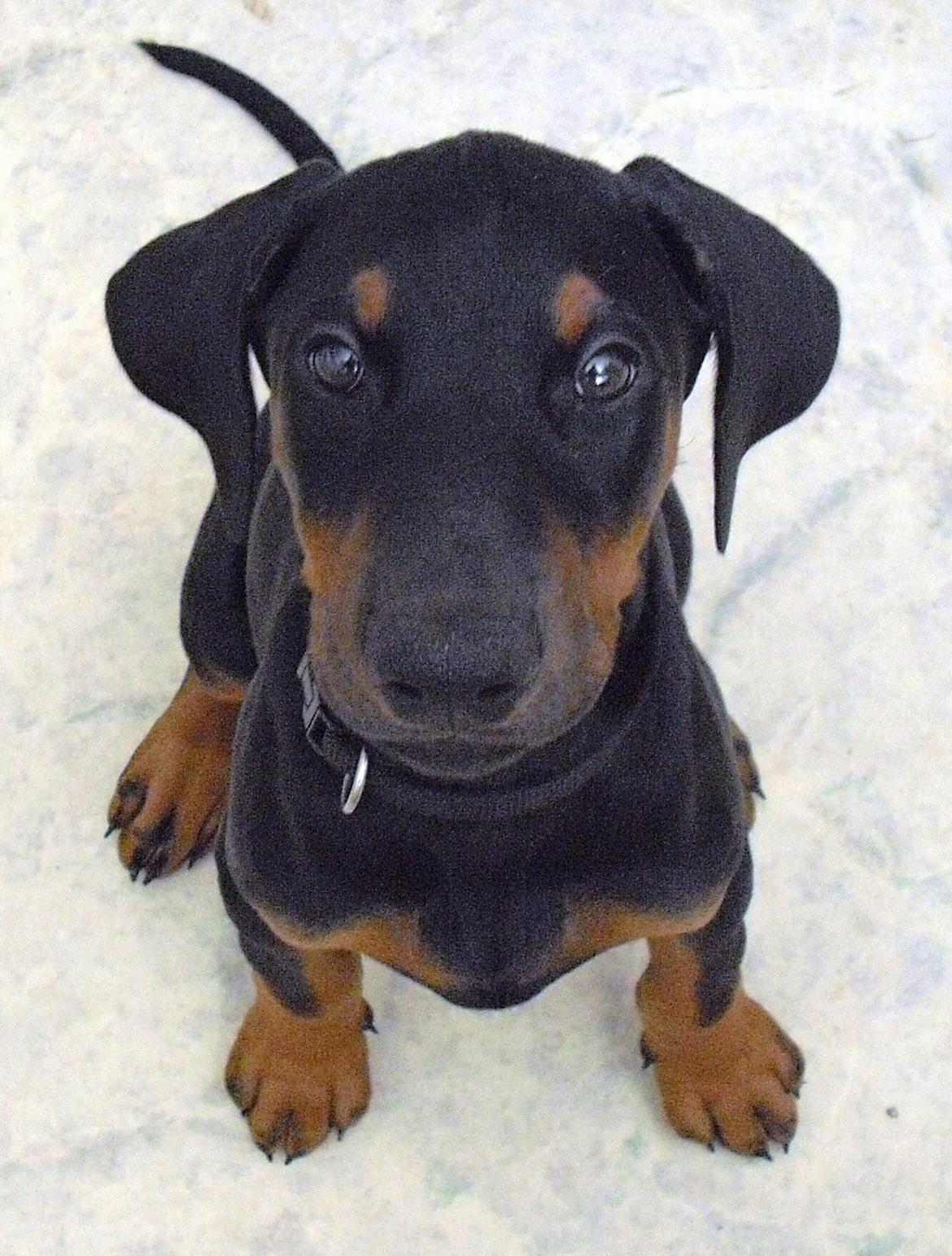 Dobermann Mila billede 3