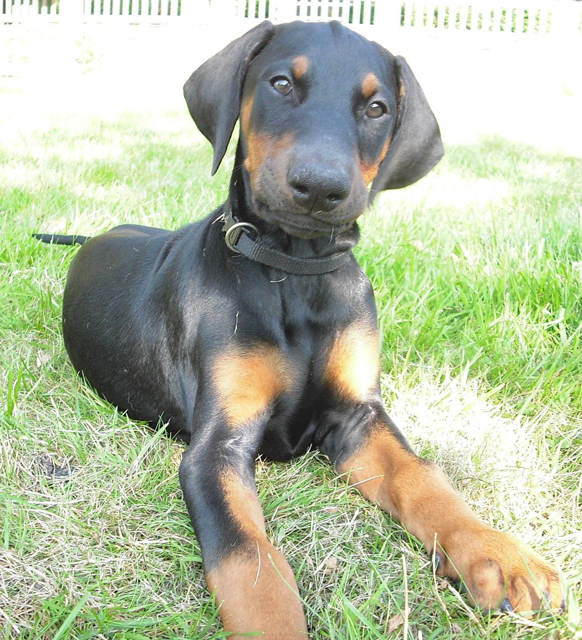 Dobermann Mila billede 4