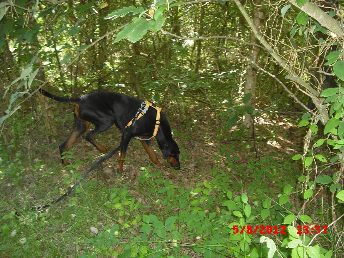 Dobermann Mila billede 5