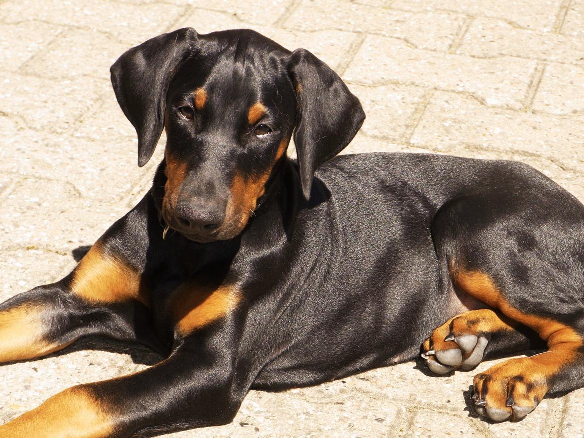Dobermann Mila billede 6