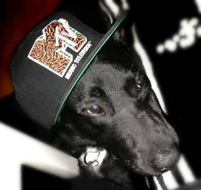 Blanding af racer Kvik  billede 22