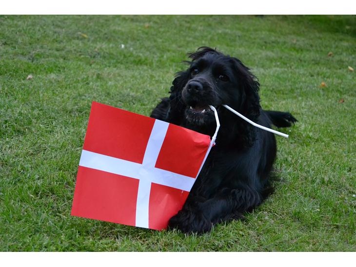 Blanding af racer Mulle - velkommen til min lille Muffe's profil! <3 billede 1
