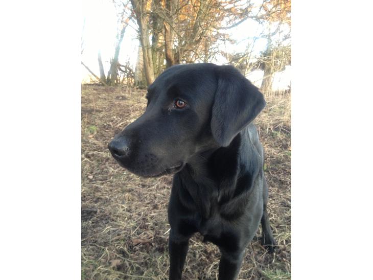 Labrador retriever Dumle - Min bedste ven billede 1