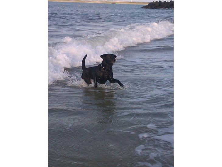 Labrador retriever Tessie - Også kaldt VBT! <3 - Jeg fatter det ikke.. det er som at være med i et eventyr! <3 billede 1