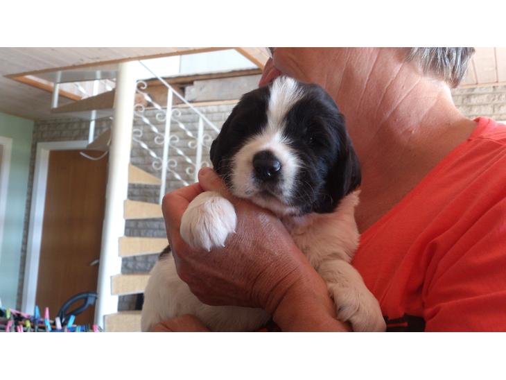 {{currentPhoto.altText}} billede {{currentPhoto.number}}