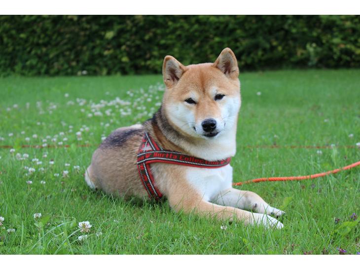 {{currentPhoto.altText}} billede {{currentPhoto.number}}