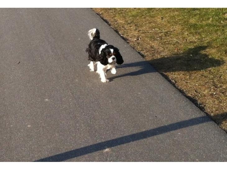 Cavalier king charles spaniel Trille billede 1