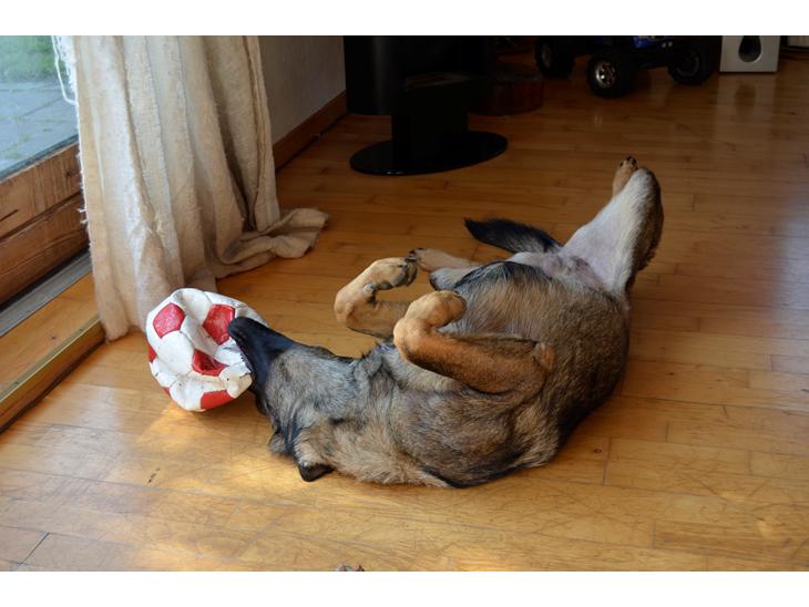 {{currentPhoto.altText}} billede {{currentPhoto.number}}