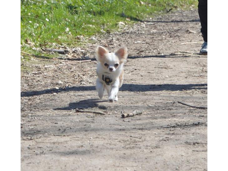 Chihuahua Mazey (Tut) billede 1