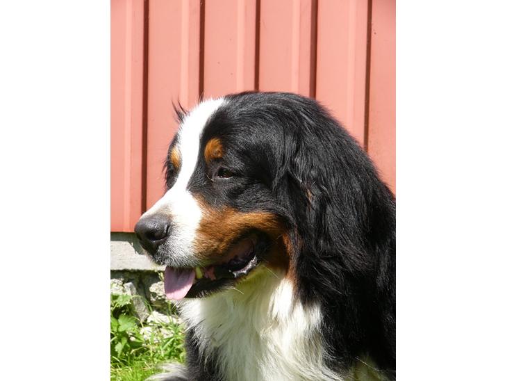 {{currentPhoto.altText}} billede {{currentPhoto.number}}