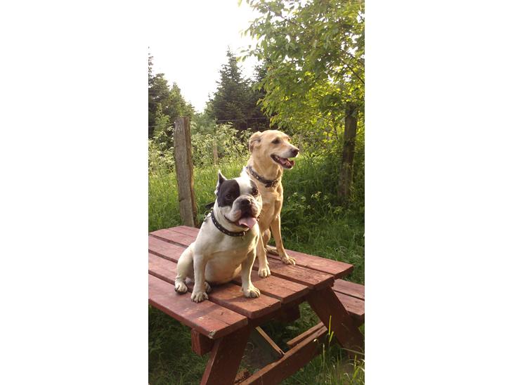 {{currentPhoto.altText}} billede {{currentPhoto.number}}