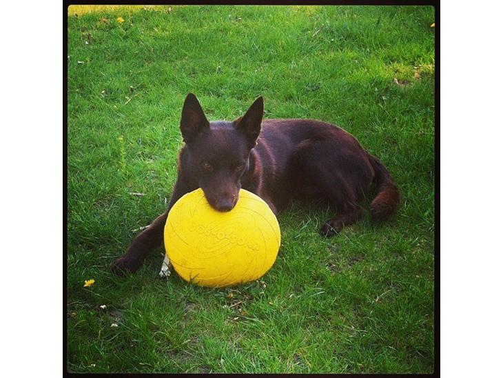 {{currentPhoto.altText}} billede {{currentPhoto.number}}