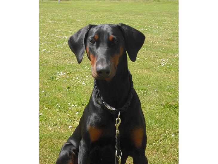 {{currentPhoto.altText}} billede {{currentPhoto.number}}