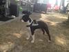 Boston terrier Buddie (Fyrhøj Giano)