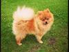 Pomeranian Cocio Topsy
